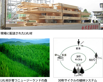 LVLってどんな木材なの？